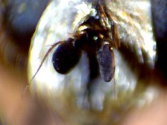 RZ000001_Eristalis_similis_2011-10-09 20-53-48.jpg