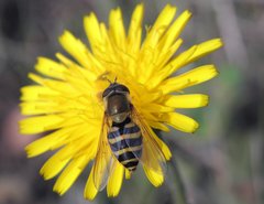 PA026851 kopia Syrphus torvus do weryf portal S.jpg