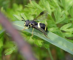 P7083728  prężec dwupaskowy Chrysotoxum bicinctum.JPG