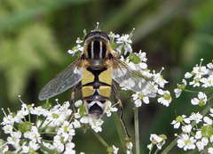 P7083726 Helophilus trivittatus do zweryf forum S.JPG