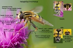 Helophilus_trivittatus-2-935a0.jpg