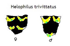helophilus_trivittatus.jpg