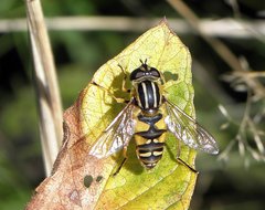 P9176385 Helophilus pendulus kopia.jpg