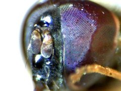 RZ000020_2011-10-23 21-43-34.jpg (36.21 KiB) Obejrzany 22025 razy RZ000020_2011-10-23 21-43-34.jpg