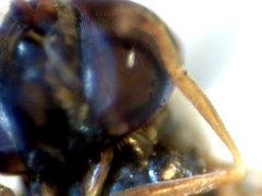 RZ000020_2011-10-23 21-39-09.jpg (23.57 KiB) Obejrzany 21990 razy RZ000020_2011-10-23 21-39-09.jpg