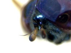 RZ000018_2011-10-23 21-06-38.jpg (18.88 KiB) Obejrzany 21039 razy RZ000018_2011-10-23 21-06-38.jpg