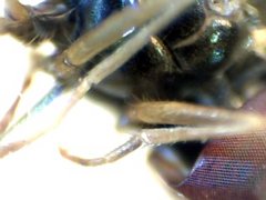 RZ000018_2011-10-23 21-05-09.jpg (27.06 KiB) Obejrzany 22023 razy RZ000018_2011-10-23 21-05-09.jpg