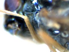 RZ000018_2011-10-23 20-53-58.jpg (24.07 KiB) Obejrzany 21529 razy RZ000018_2011-10-23 20-53-58.jpg