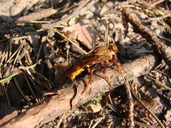 DSC06999.JPG