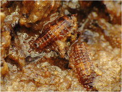 1.JPG (363.8 KiB) Obejrzany 21265 razy 1.JPG