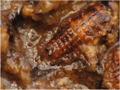 1a.JPG (308.88 KiB) Obejrzany 21748 razy 1a.JPG