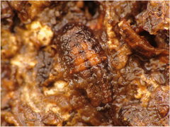 1b.JPG (319.45 KiB) Obejrzany 21068 razy 1b.JPG