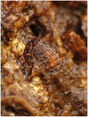 1c.JPG (279.71 KiB) Obejrzany 21748 razy 1c.JPG