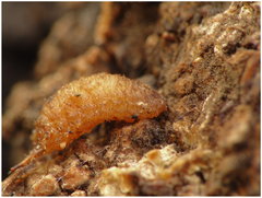 2.JPG (262.01 KiB) Obejrzany 21268 razy 2.JPG