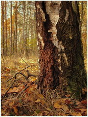 oskoma.JPG (511.7 KiB) Obejrzany 21878 razy oskoma.JPG