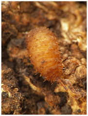 2a.JPG (239.11 KiB) Obejrzany 21823 razy 2a.JPG