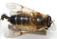 CSC_5022.JPG (740.86 KiB) Obejrzany 21440 razy CSC_5022.JPG