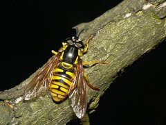 Chrysotoxum.jpg