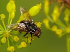 Tachinid.jpg