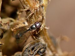 syrphi.jpg (117.5 KiB) Obejrzany 62536 razy syrphi.jpg