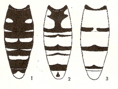 episyrphus_balteatus_temperature.PNG