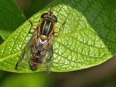 helo.jpg (187.15 KiB) Obejrzany 25045 razy helo.jpg