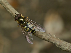 Dasysyrphus pinastri.jpg