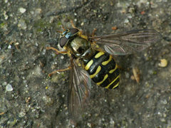 Dasysyrphus venustus.jpg