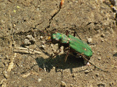 Cicindela.jpg