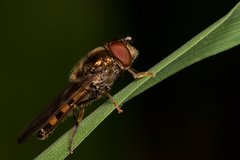 IMG_1258.jpg (284.86 KiB) Obejrzany 12057 razy IMG_1258.jpg