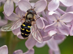 D.pimastri.jpg (737.05 KiB) Obejrzany 23173 razy D.pimastri.jpg