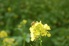 DSC_0155.JPG