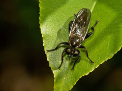 Choerades.jpg (908.81 KiB) Obejrzany 19309 razy Choerades.jpg