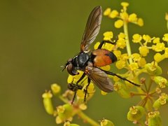 Hemyda.jpg (89.69 KiB) Obejrzany 15819 razy Hemyda.jpg