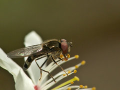 Platycheirus.jpg