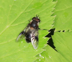 IMG_153988 leucozona lucorum2.jpg