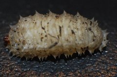 larva_Pandasyophthalmus.JPG