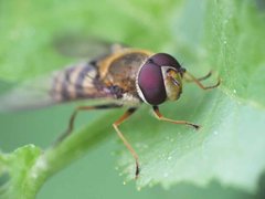 S vitripennis male 08052012 FD28.jpg