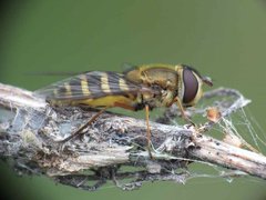 S ribesii female_1-2 08052012 FD28.jpg