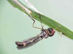 Baccha elongata 08052012 FD28.jpg