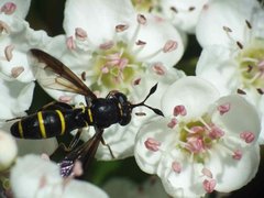 Ceriana conopsoides 15052012 FD28.jpg