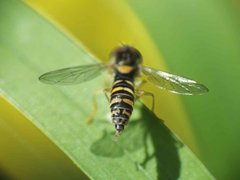 Sphaerophoria scripta female 11052012 FD28.jpg