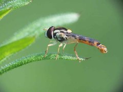 Sphaerophoria scripta male 11052012 FD28.jpg