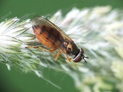 Platycheirus fulviventris 12052012 FD28.jpg