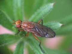 Hammerschmidtia ferruginea 12052012 FD28.jpg