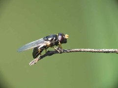 Cheilosia pagana (Meigen, 1822) 27042012 FD 28.jpg