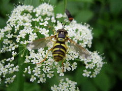 Chrysotoxum verralli Collin, 1940.JPG