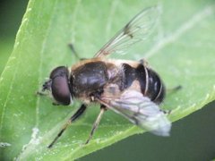 Eristalis sp 17052012 FD 28.jpg