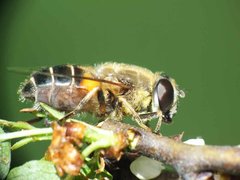 Eristalis tenax 1(Linnaeus, 1758) 15052012 FD 28.jpg