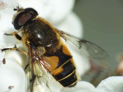 Eristalis tenax 2 (Linnaeus, 1758) 15052012 FD 28.jpg